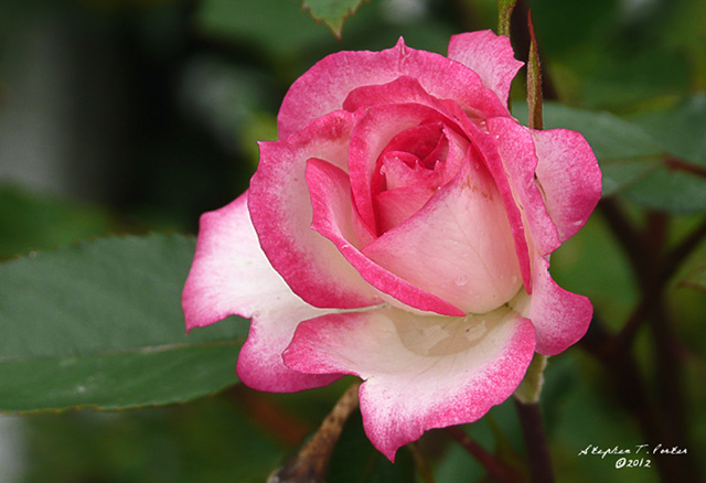 Painted Pink