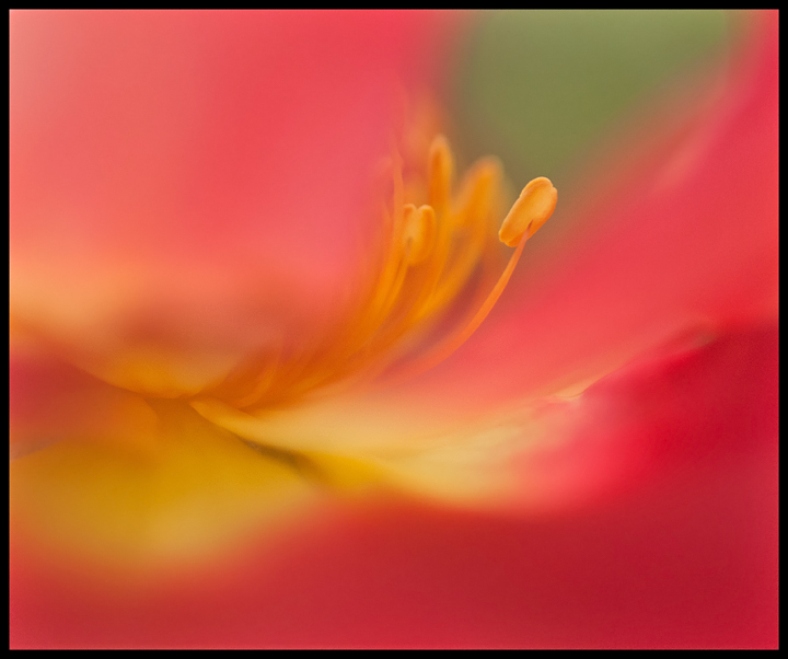 Center of a Rose #2