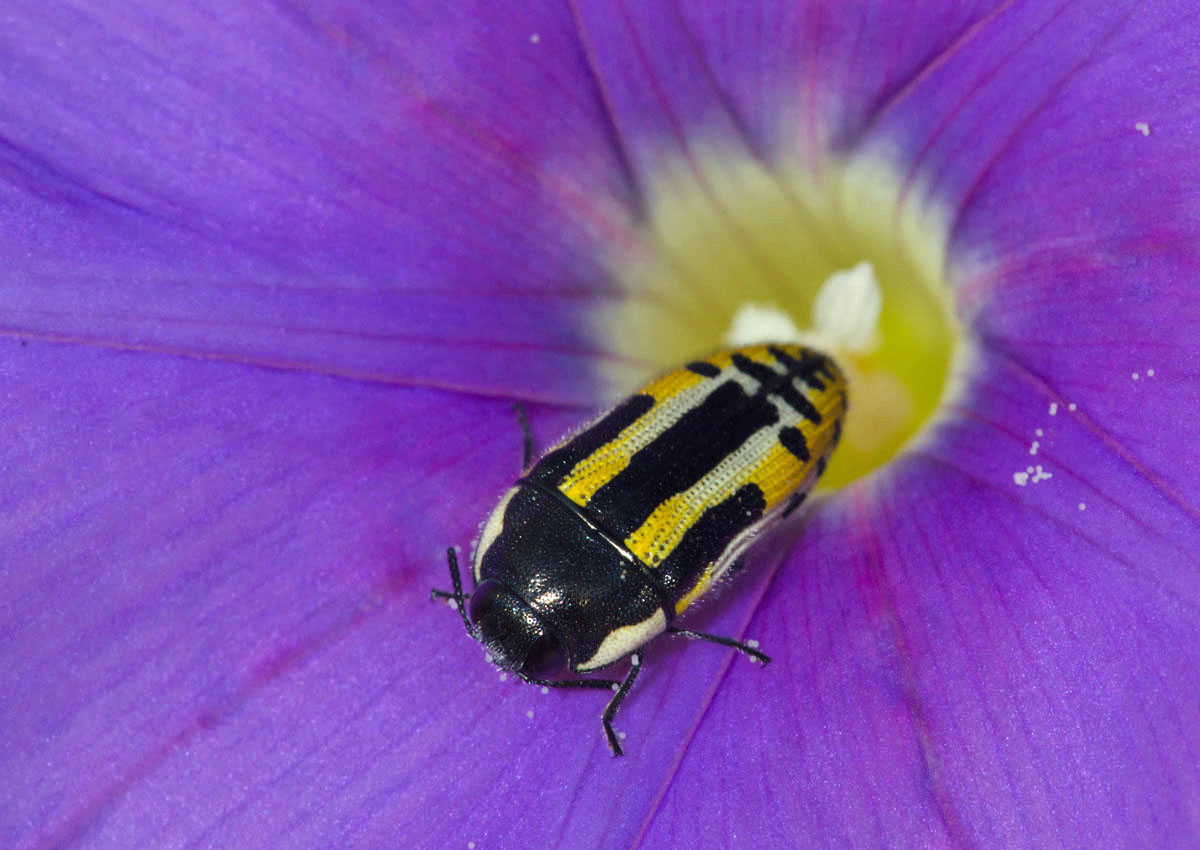Beetle in Morning Glory