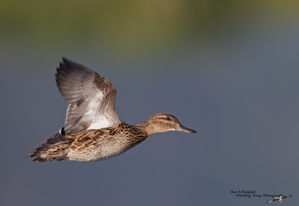 Green-winged teal