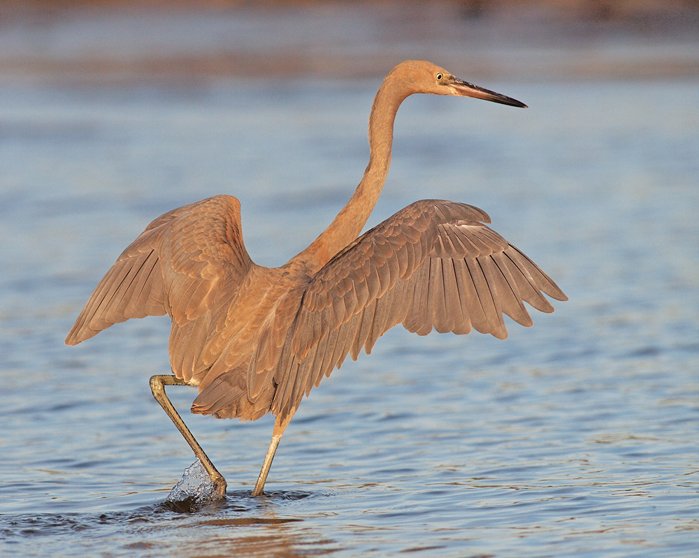 Reddish Egret Wingdance