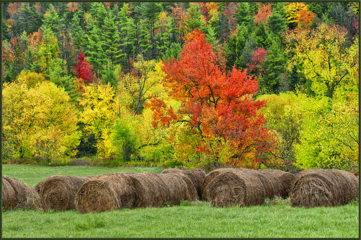 Autumn Splendor