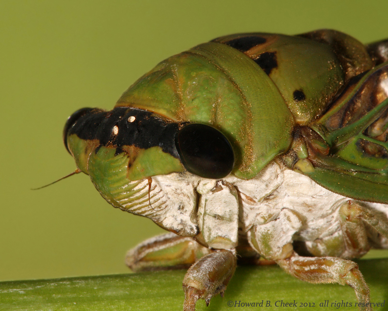 Green Cicada WC-552