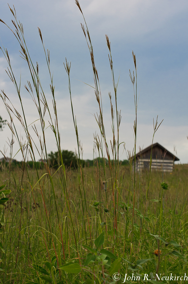 Big Bluestem