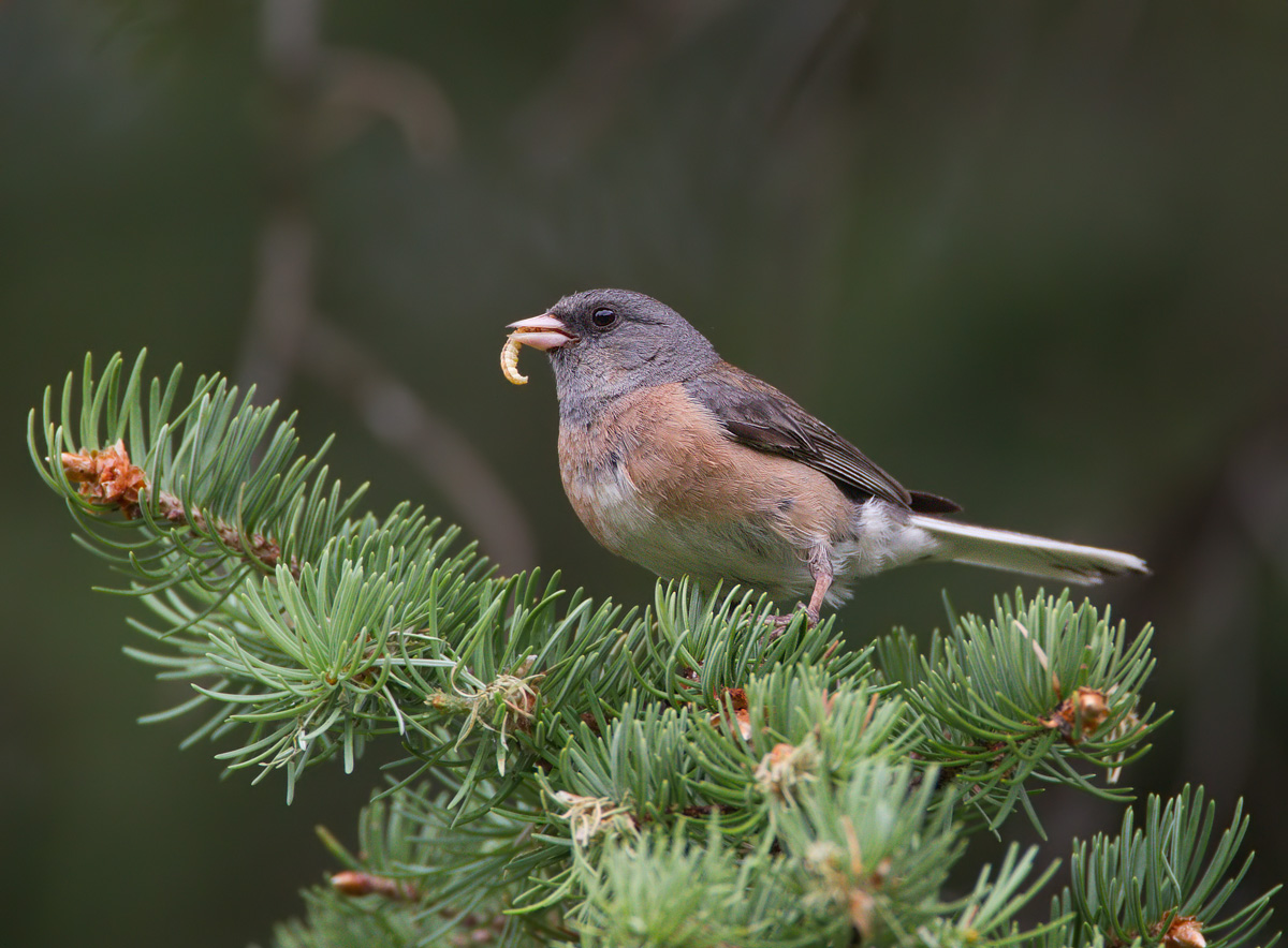 Pink-sided Junco