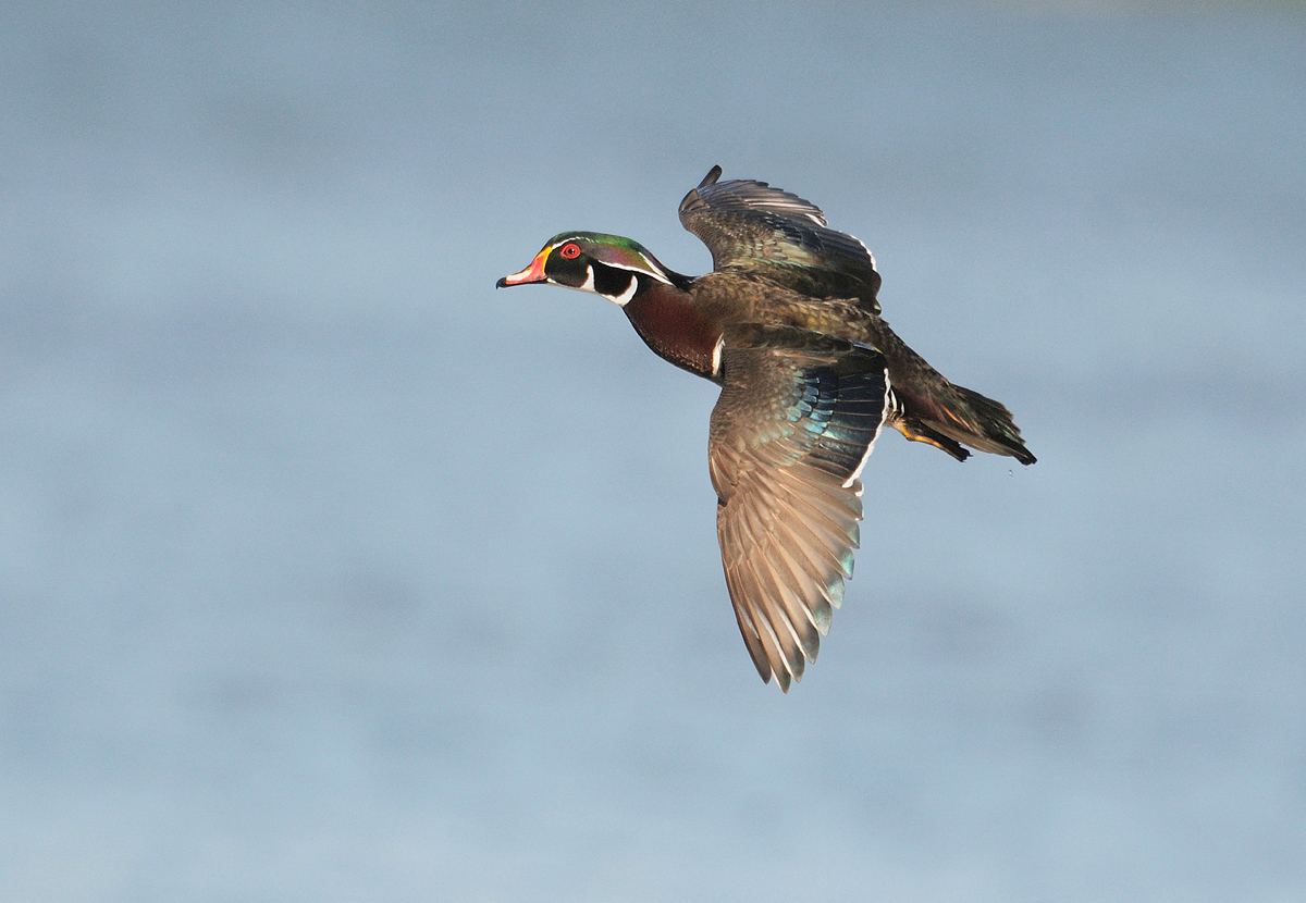 Wood duck
