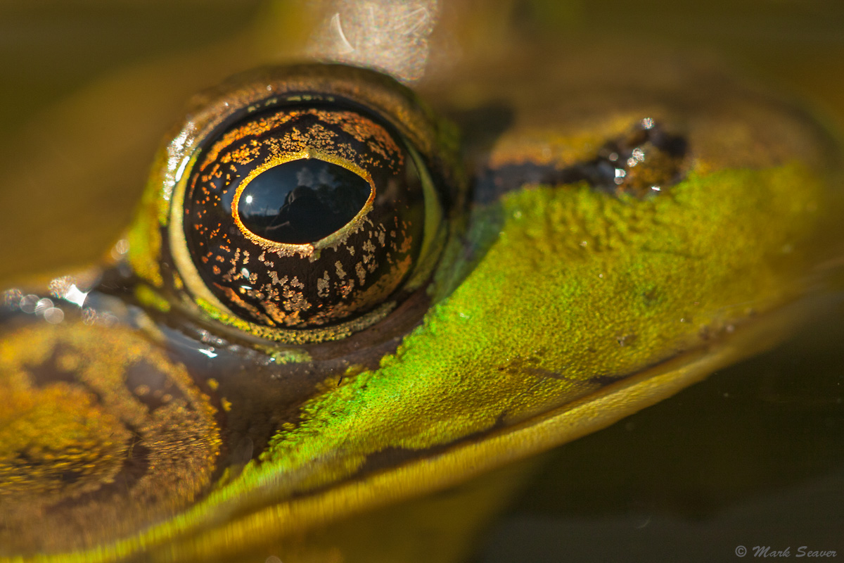 A Frog's World View