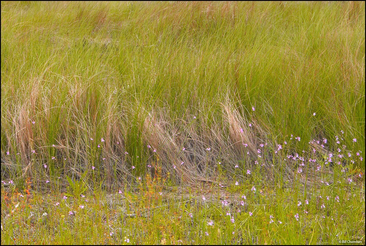 Field of Dreams