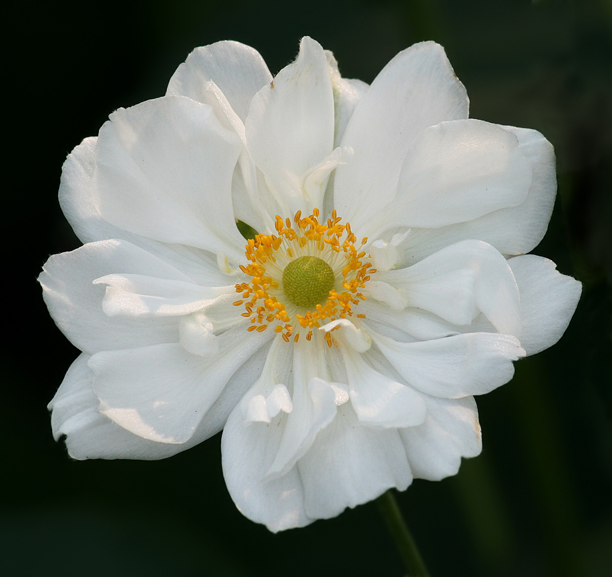 Anemone