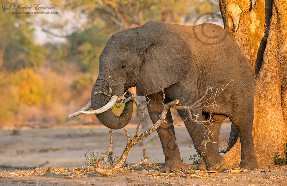 Playing with his food