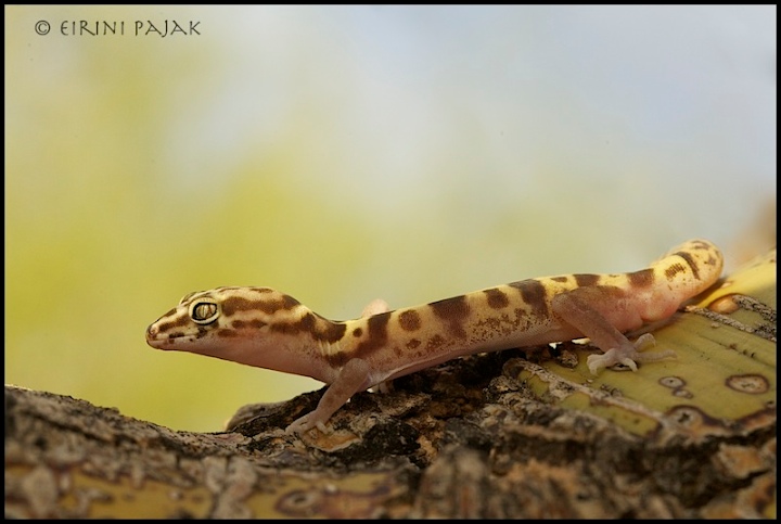 Gecko Eyes #552 