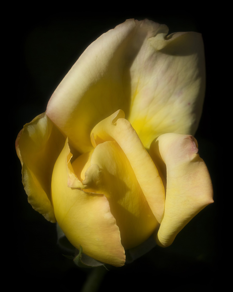 Birthday rose