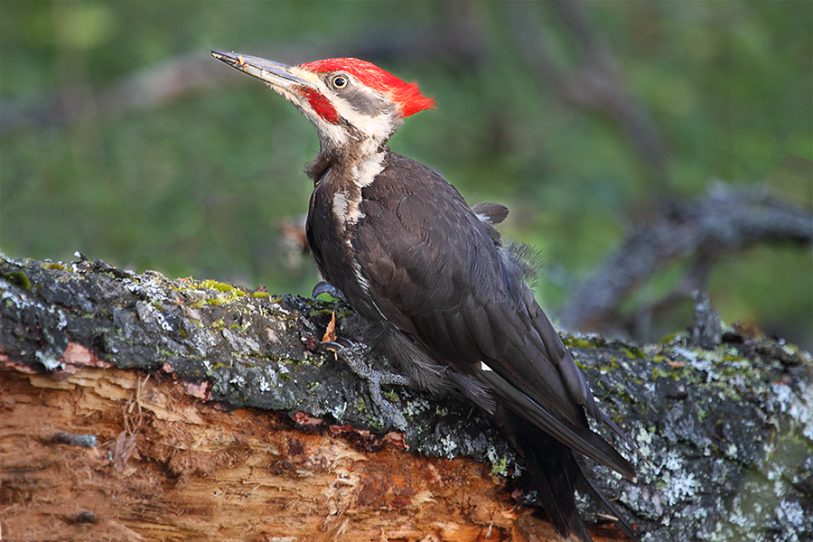 Pileated Woodpecker