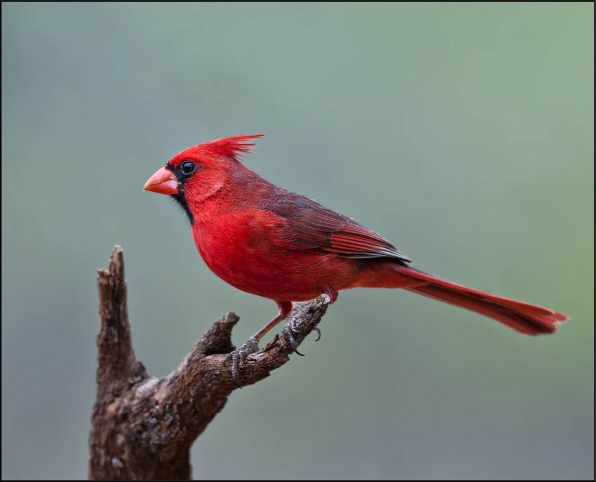 Northern Cardinal