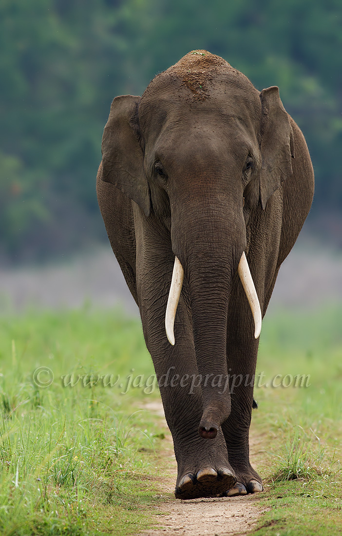 Approaching tusker