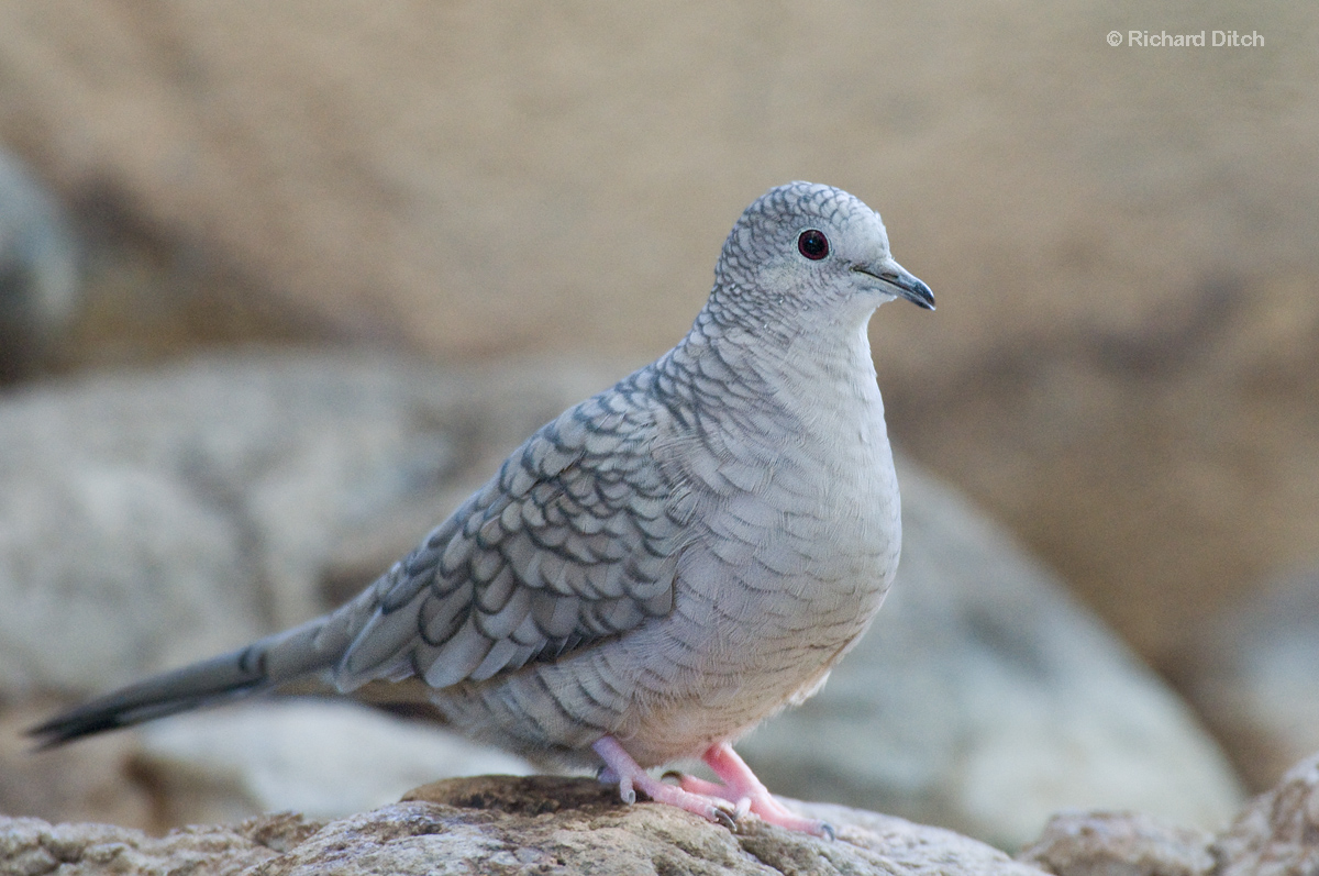 inca Dove