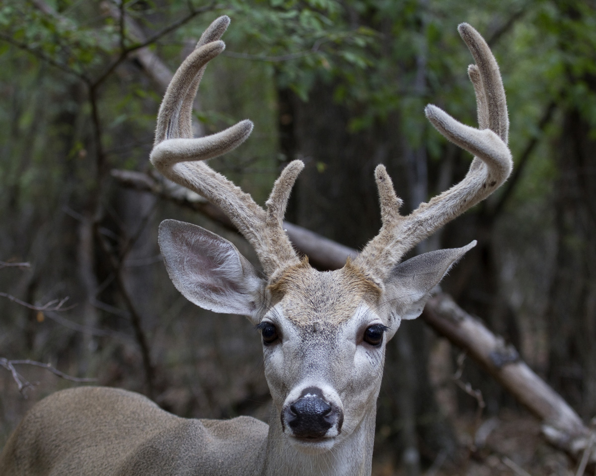 Velvet Buck