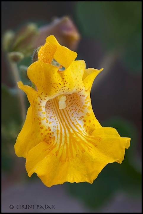 Devil's Claw