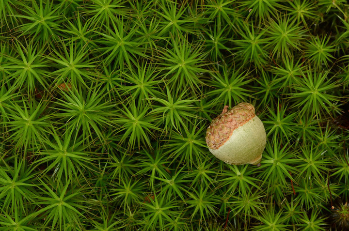 Simply Acorn