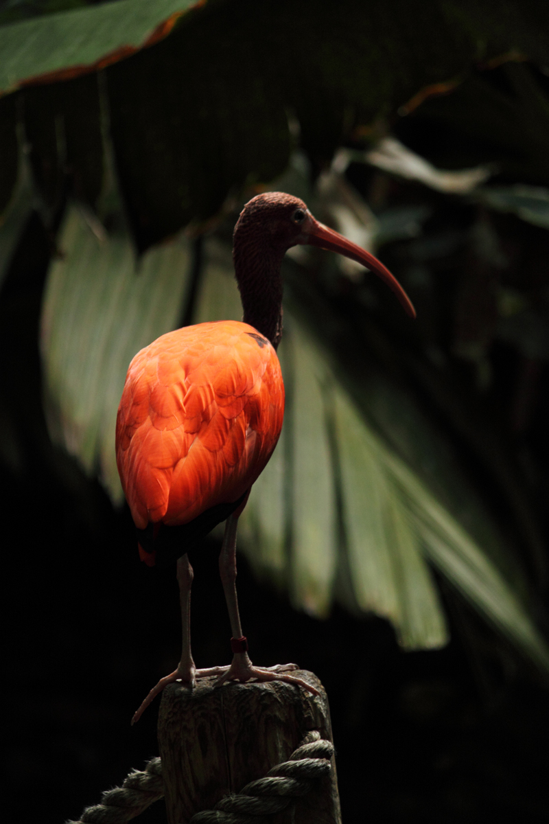 Young ibis (C)