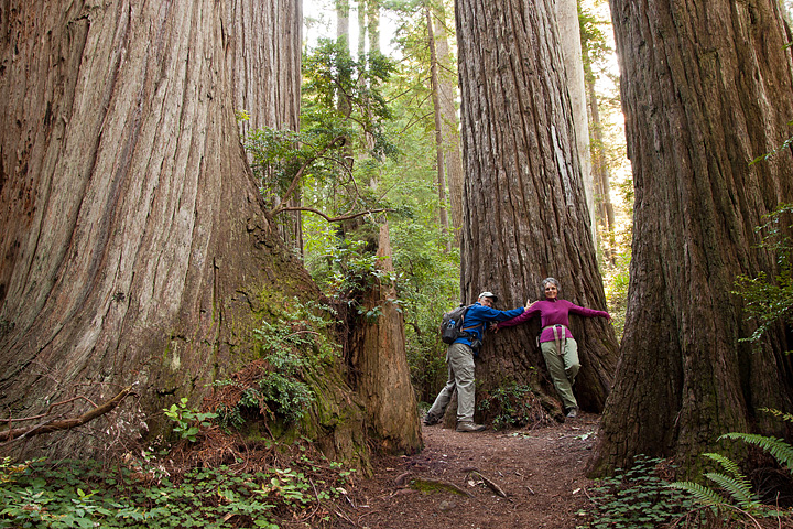 Hugging a Redwood