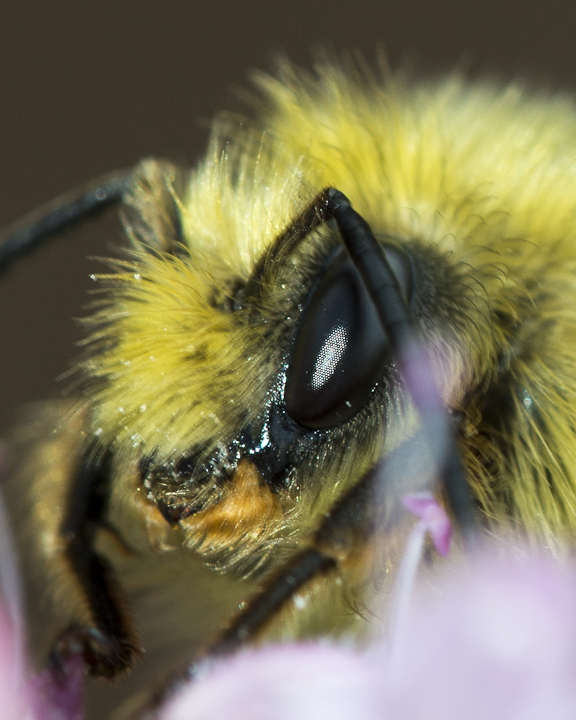 Extreme Crop