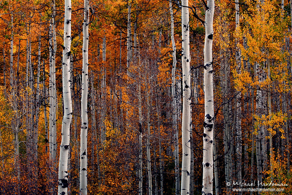Autumn Intermission