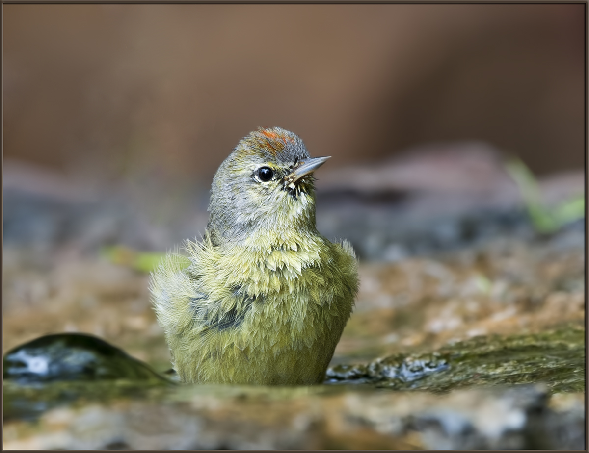 O-C Warbler