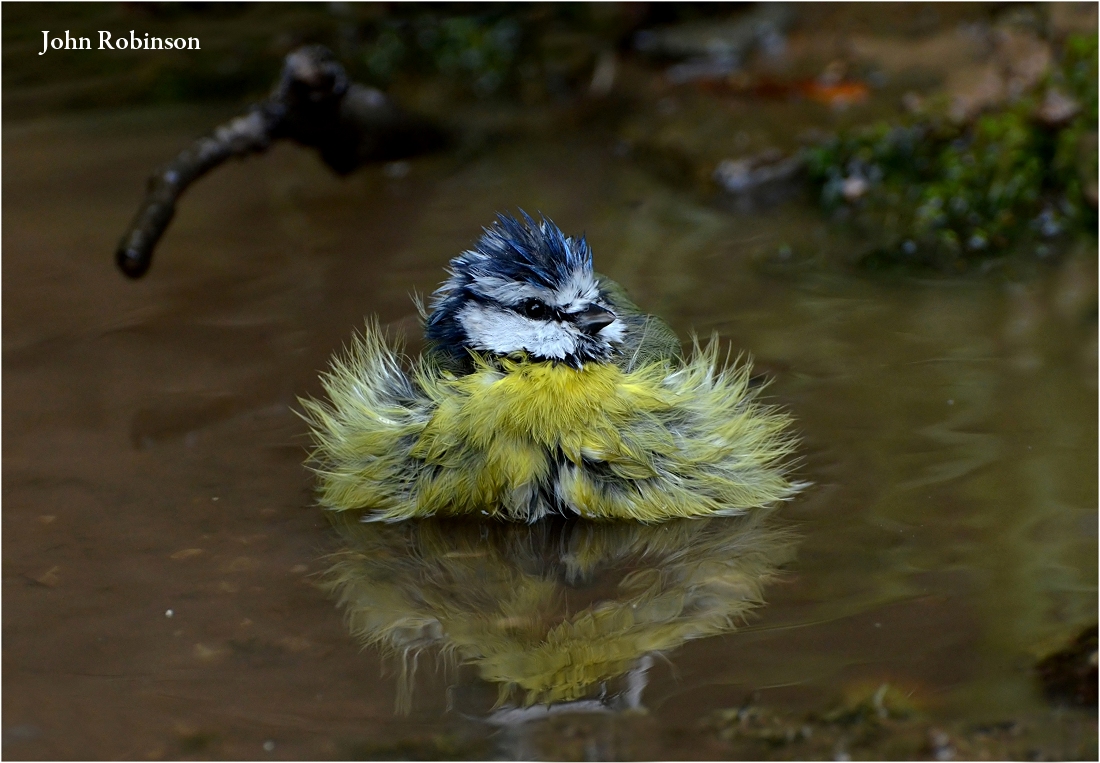 Wet Tit