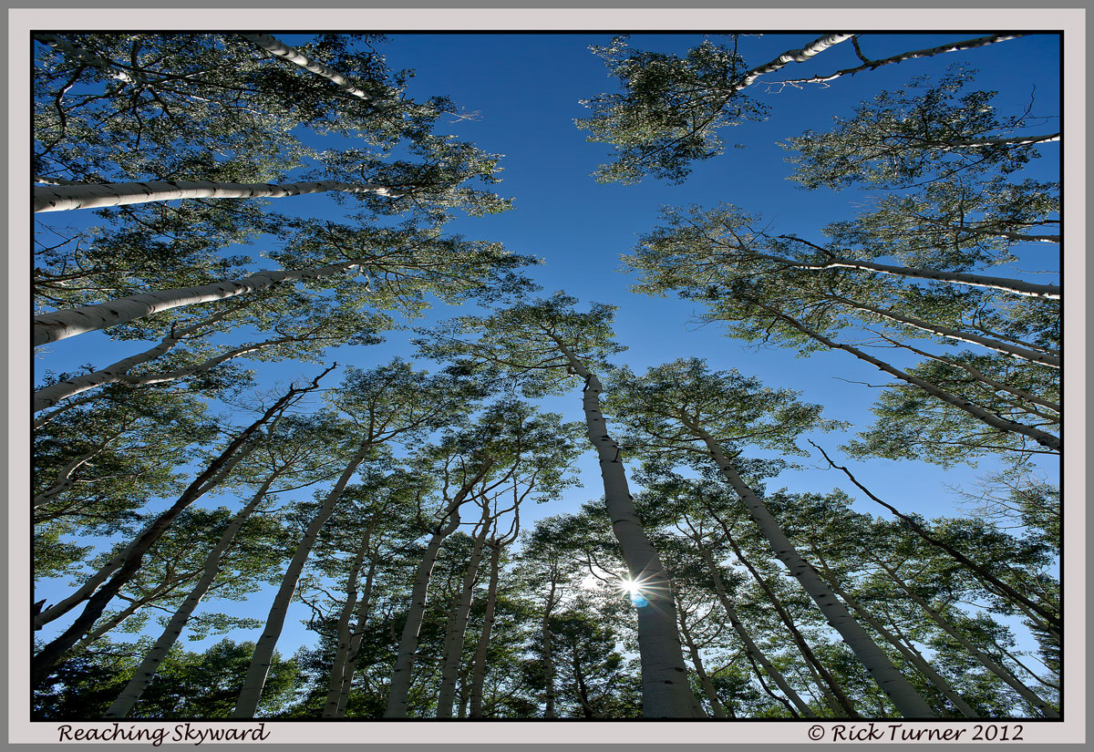 Reaching Skyward