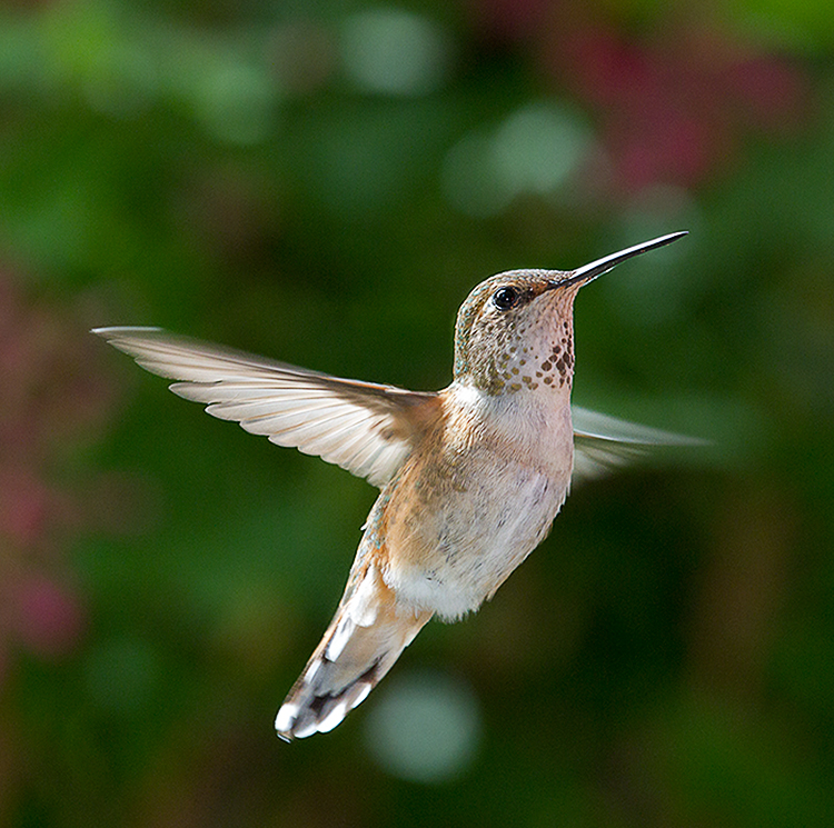 Rufous Hummingbird