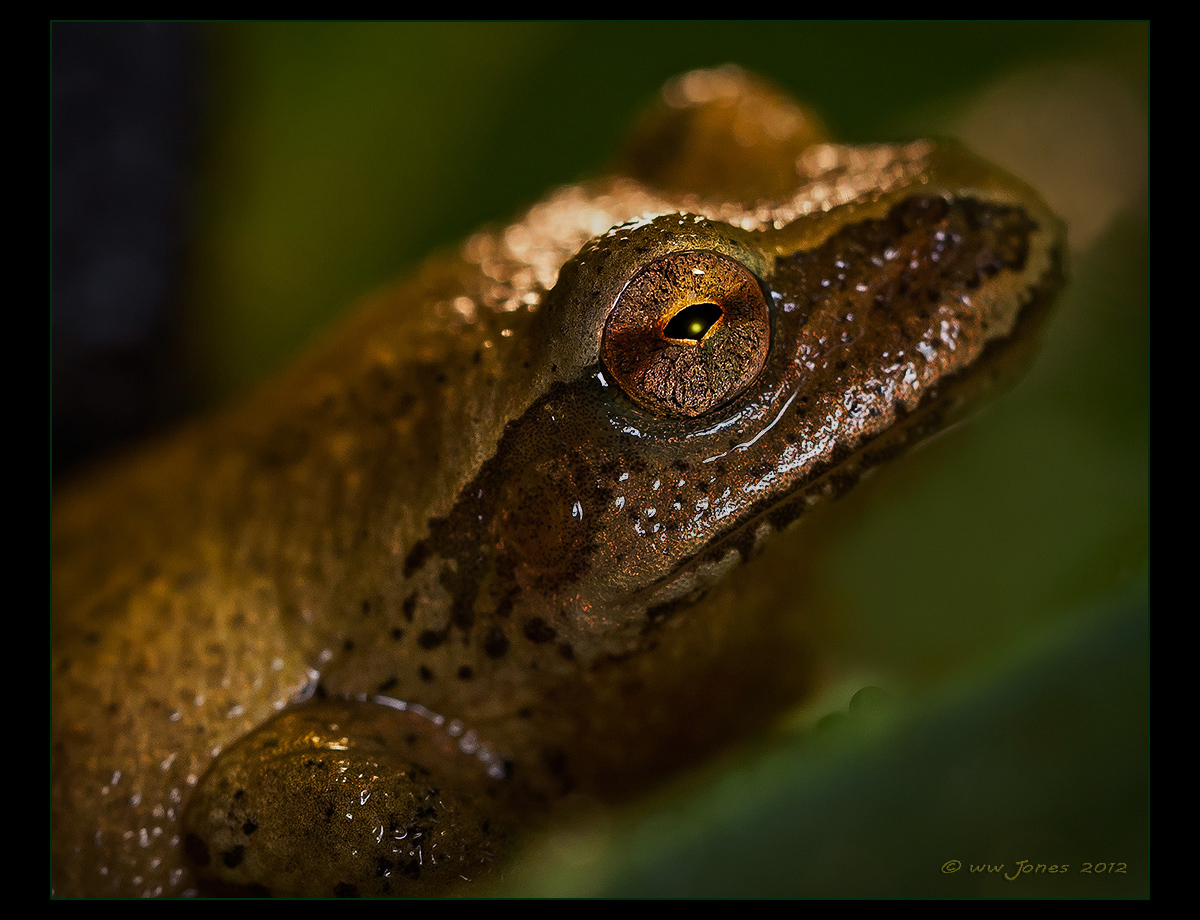Night Eye