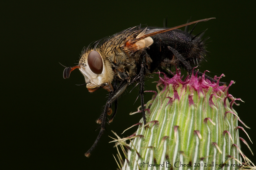 The Compound Eye