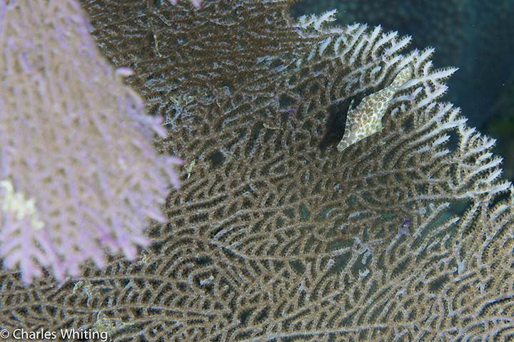 Pygmy Filefish