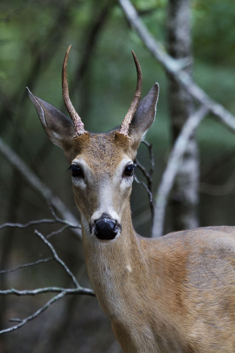Spike Buck