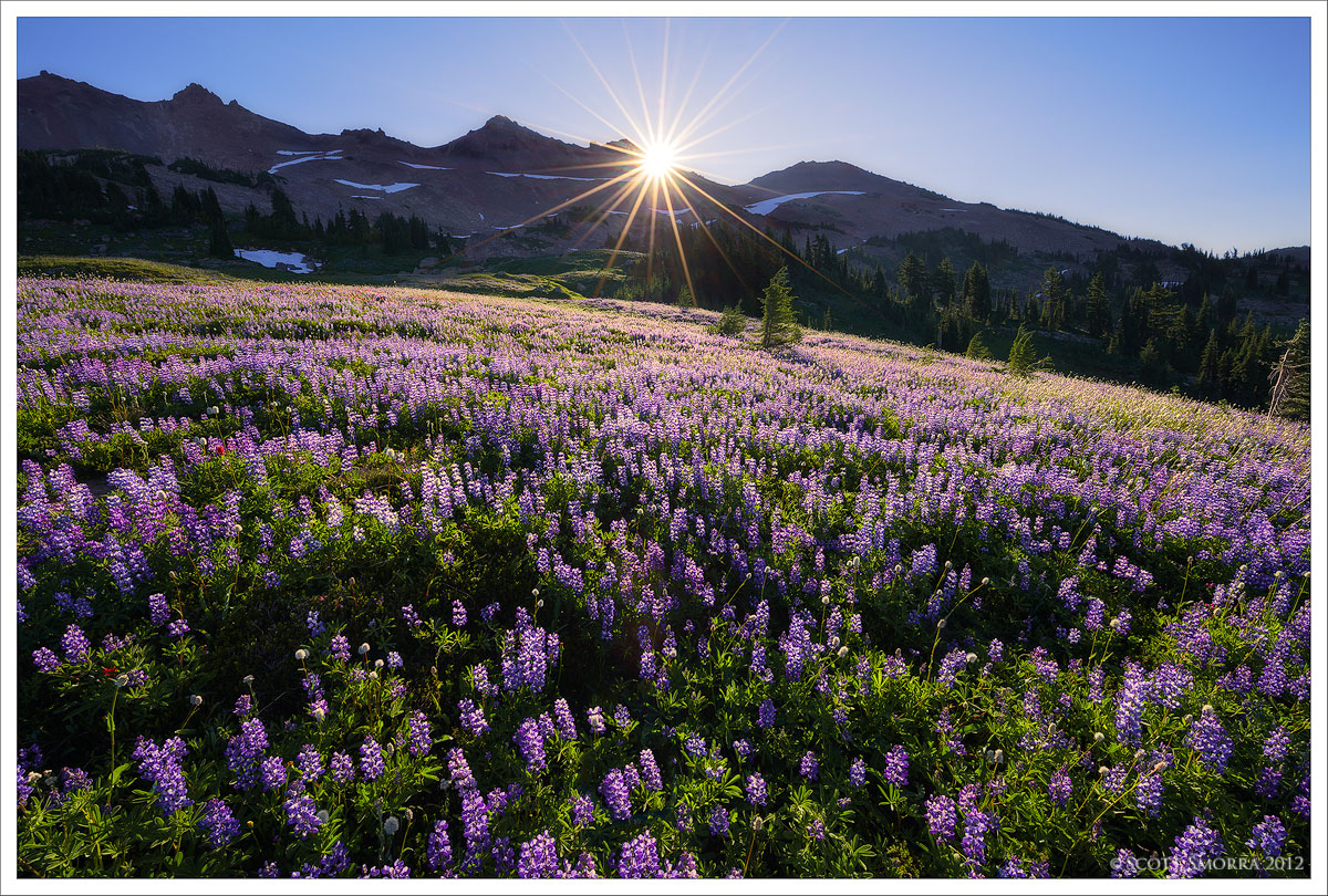Lupine Sunrise
