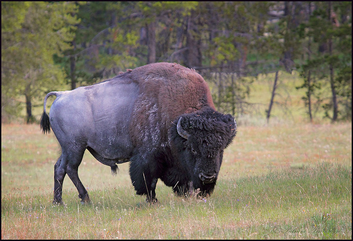 Bison