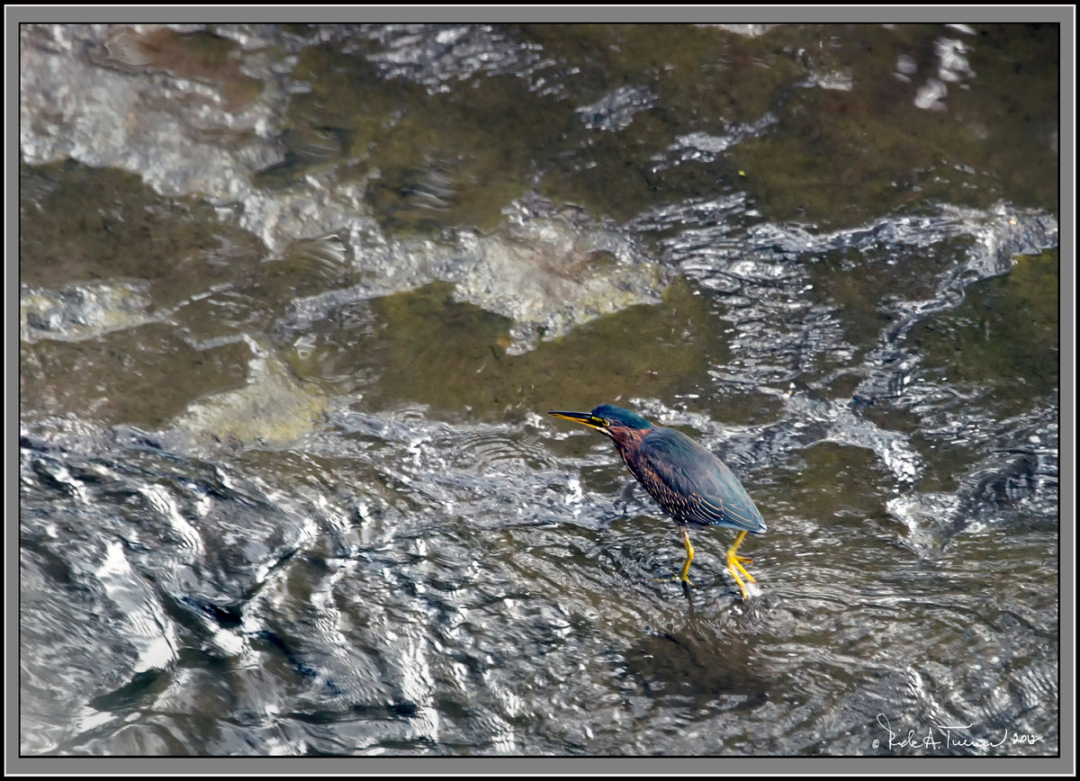 On the Run