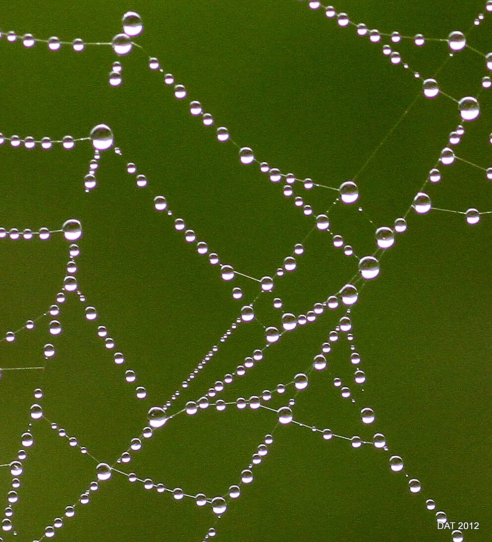 Spider web pearls