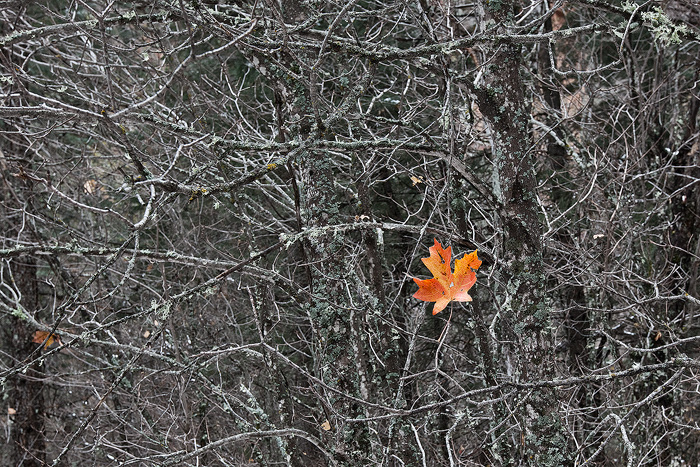 WC553 Last Leaf