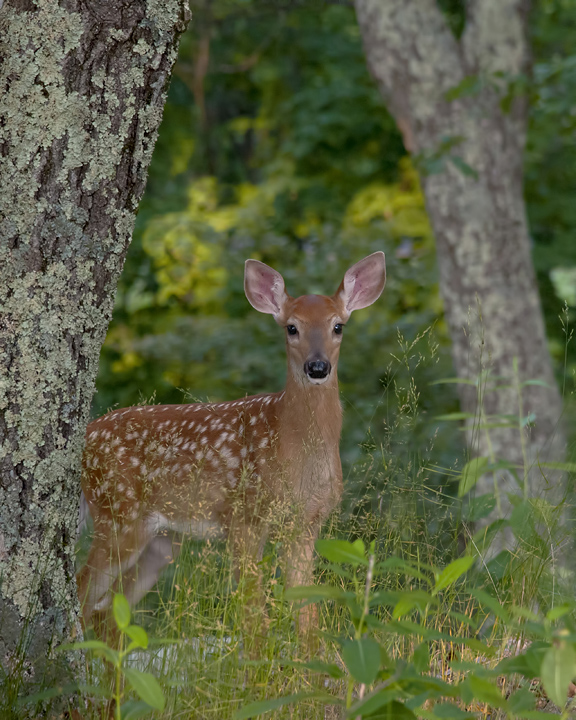 Framed Fawn