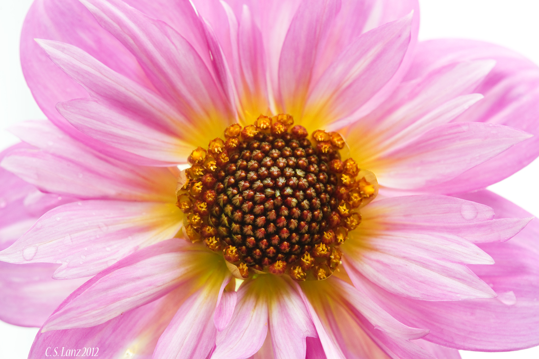 H.K. Dahlia (+ repost)