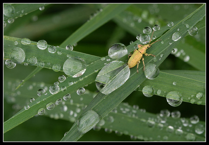 Yellow Beetle