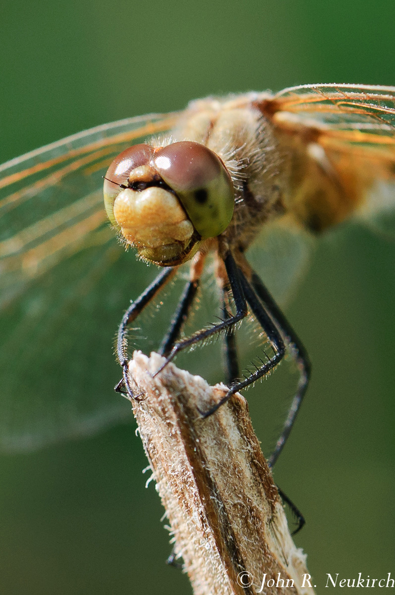 Wandering Glider #2