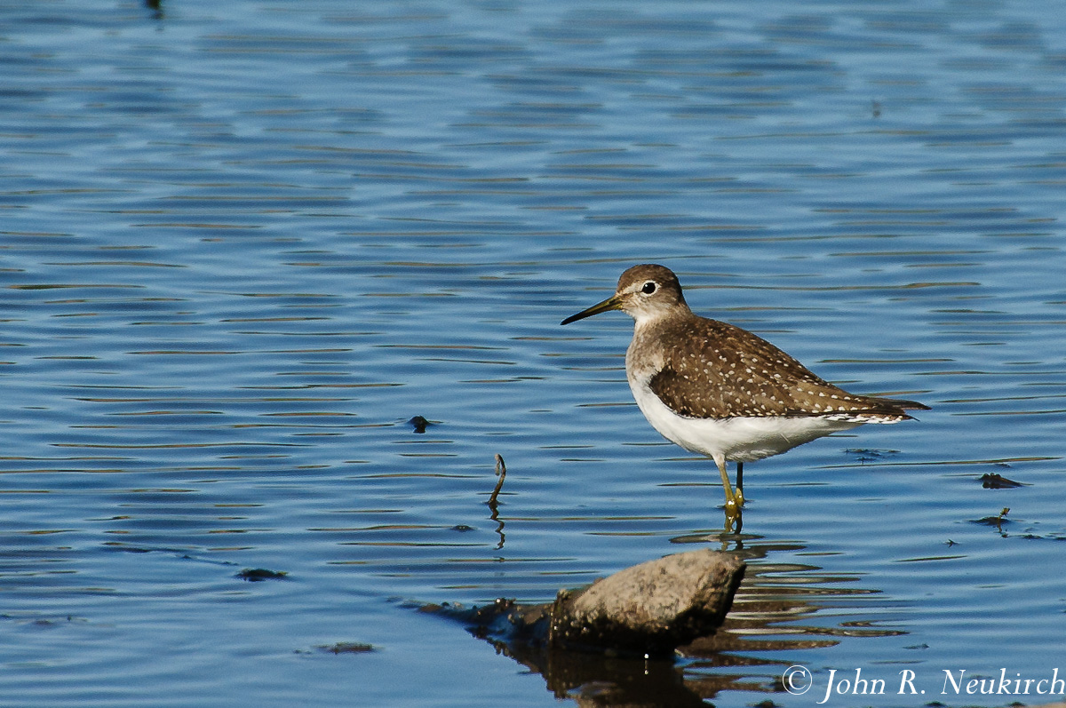 Solitary Sandpiper