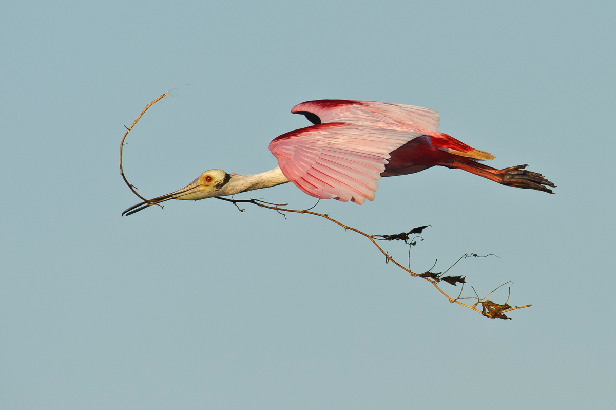Roseate Spoonbill