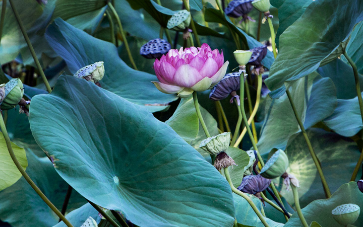 Lotus