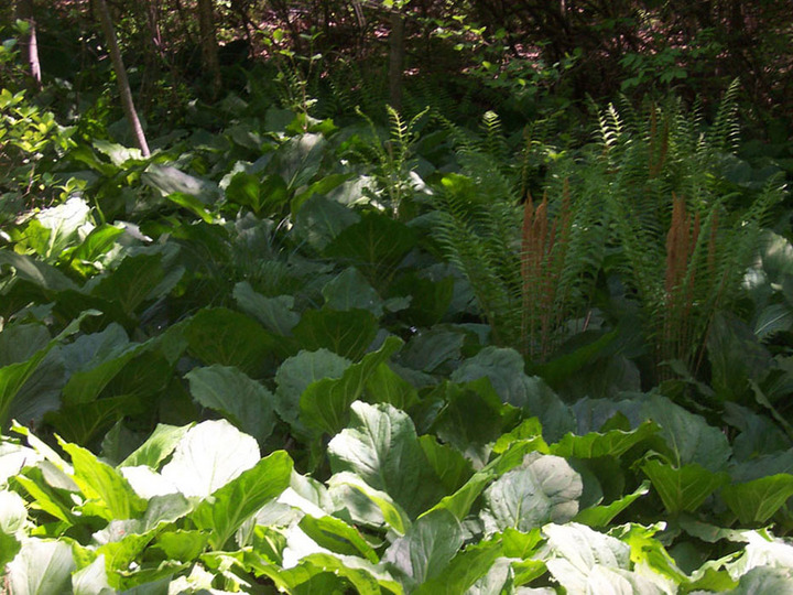 sea of green