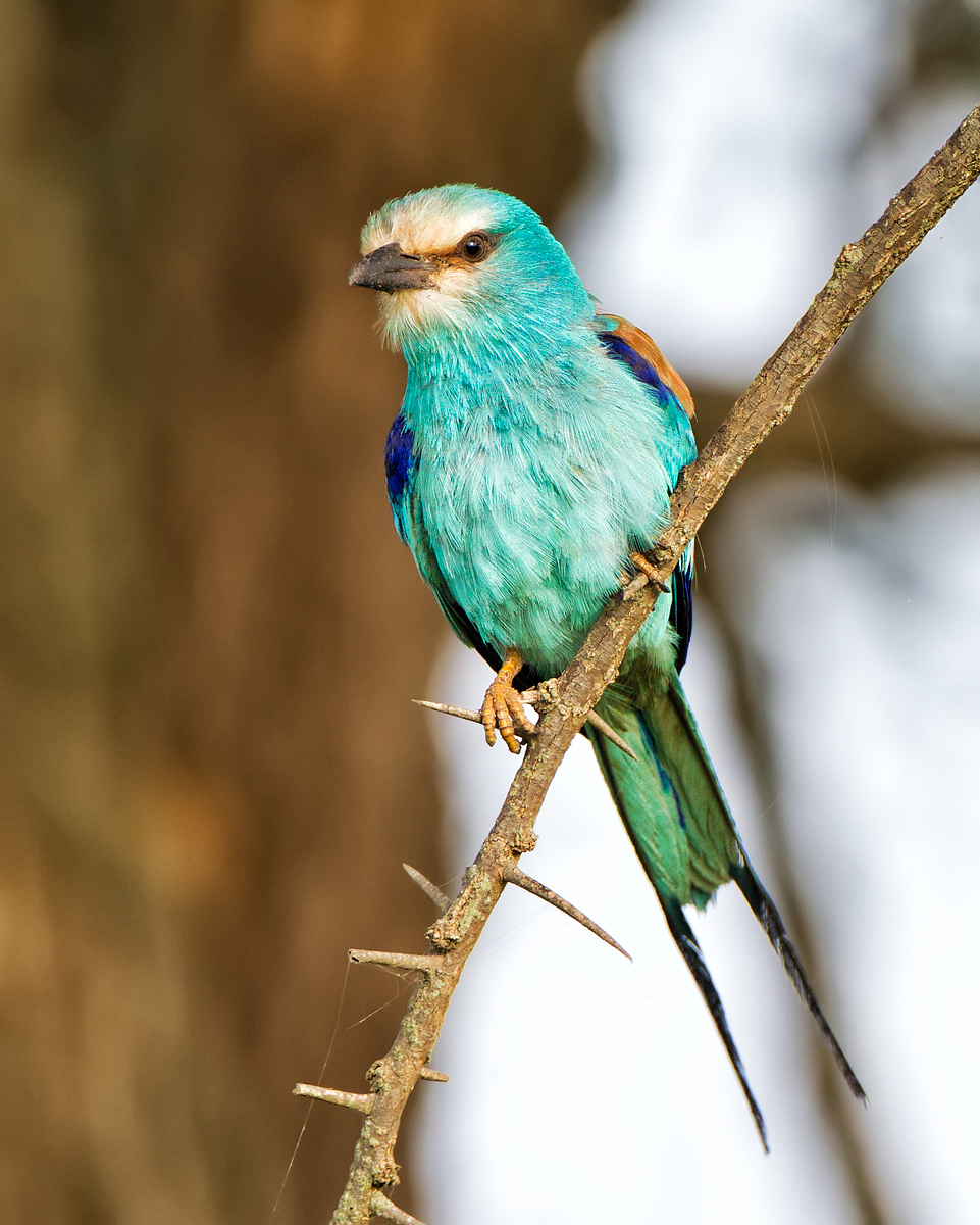 Abyssinian Roller