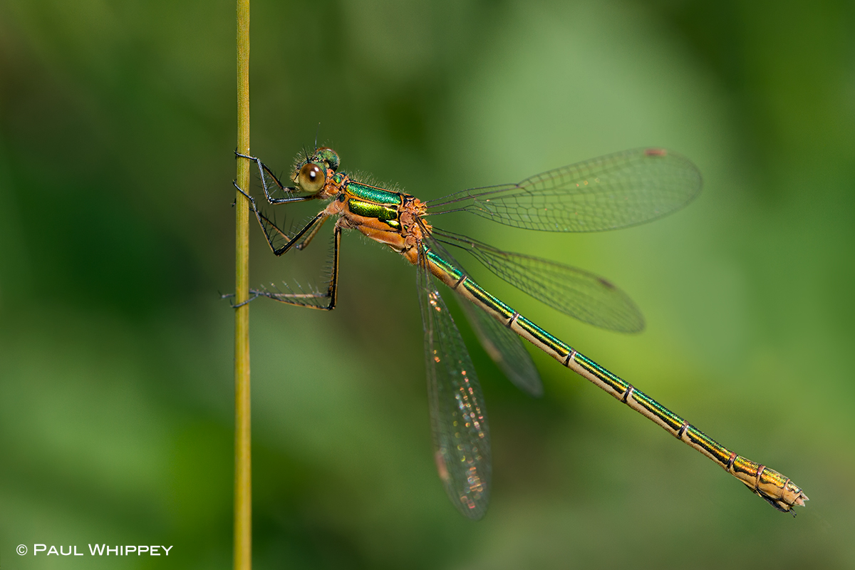 Emerald damselfly